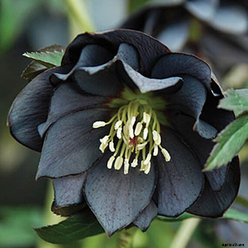 How to Collect Hellebore Seeds for Plant Propagation