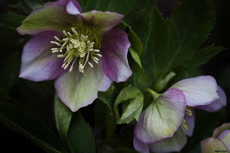 How to Collect Hellebore Seeds for Plant Propagation