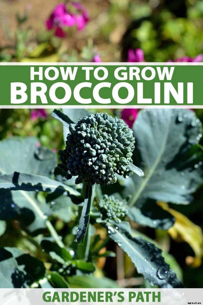 How to Grow Broccolini