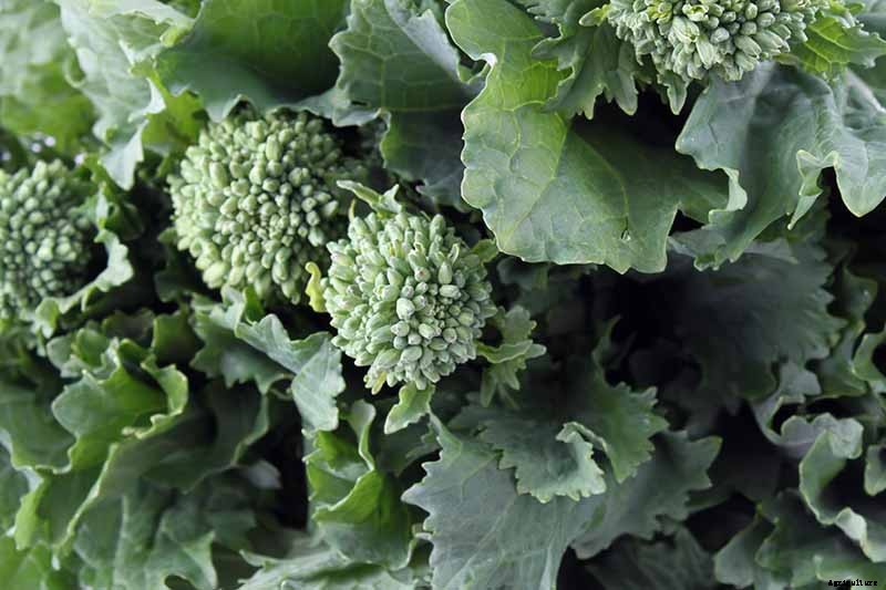 How to Grow Broccolini