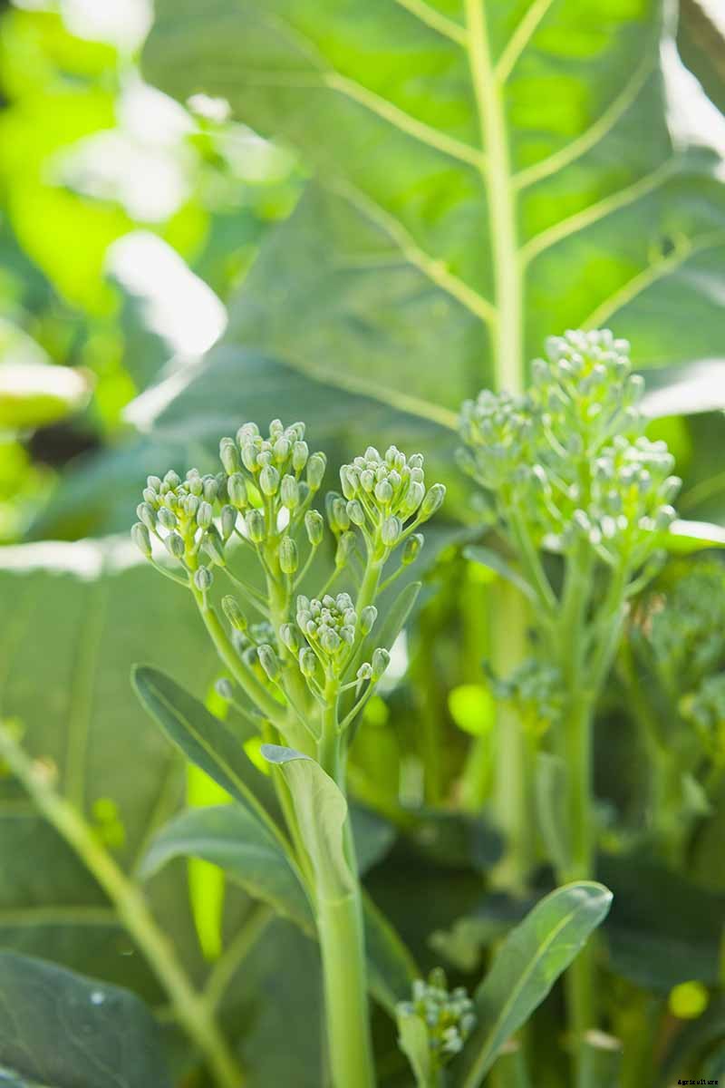 How to Grow Broccolini