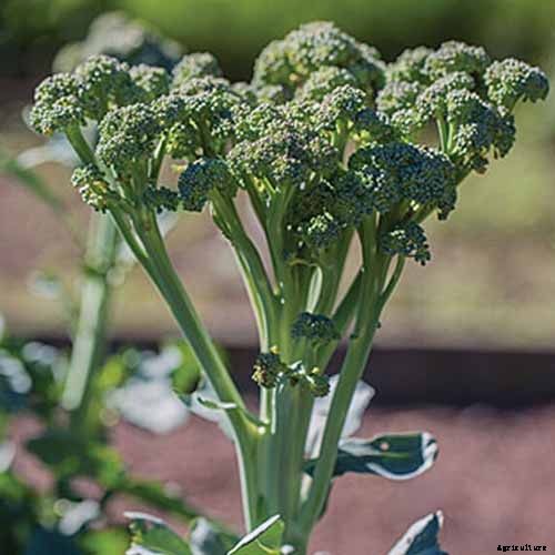 How to Grow Broccolini
