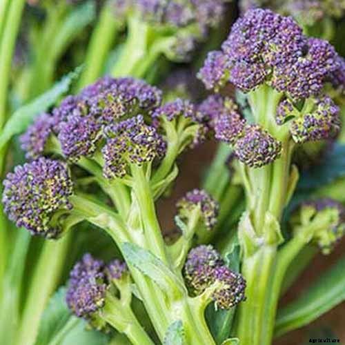 How to Grow Broccolini