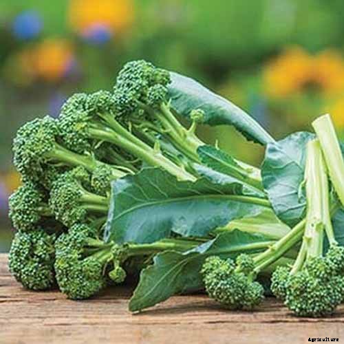 How to Grow Broccolini