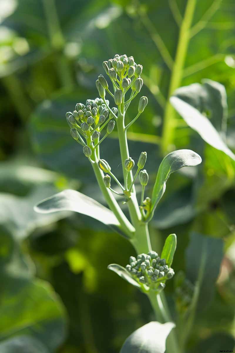 How to Grow Broccolini
