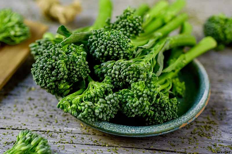How to Grow Broccolini