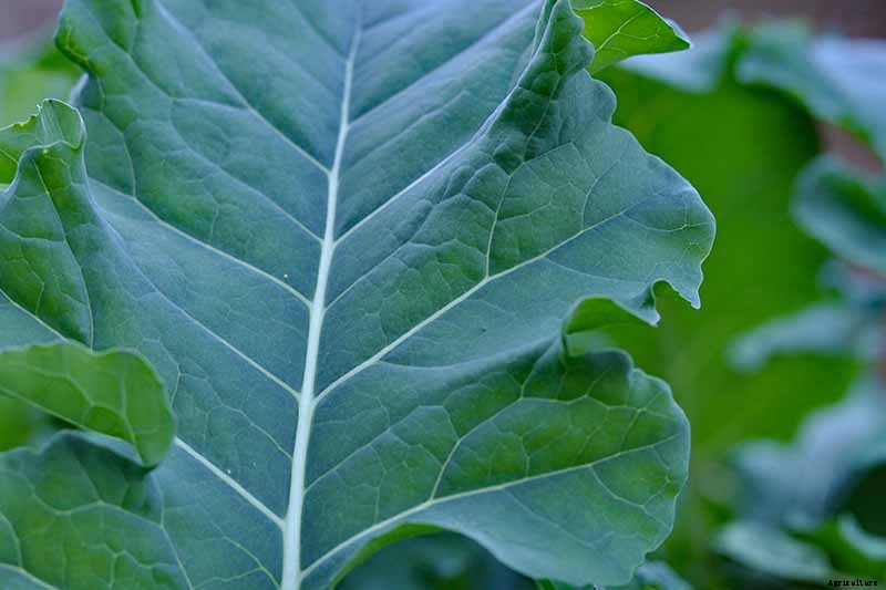 How to Grow Broccolini