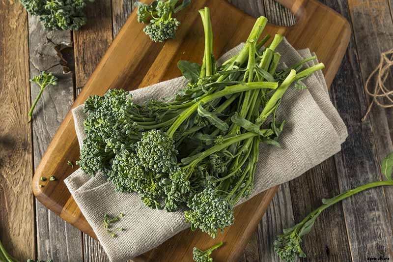 How to Grow Broccolini