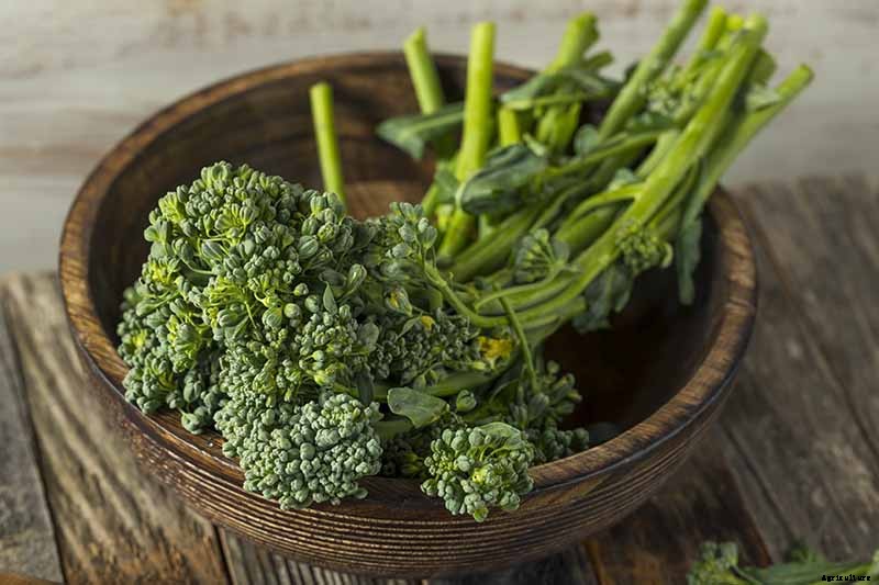 How to Grow Broccolini