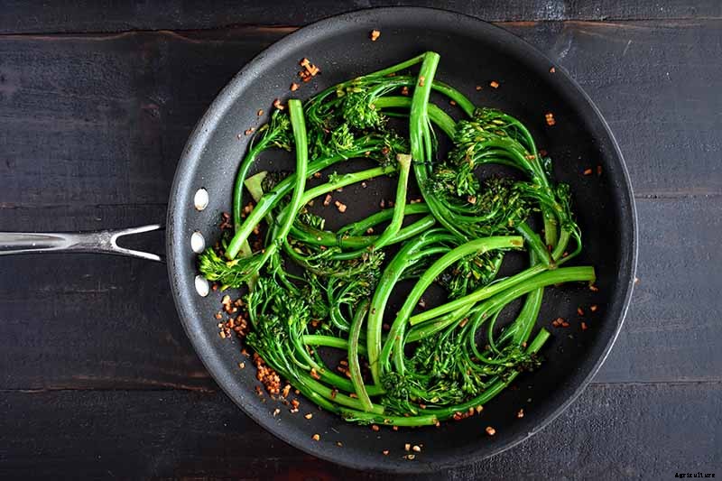 How to Grow Broccolini
