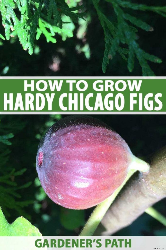 Tips for Growing Hardy Chicago Fig Trees (Bensonhurst Purple)