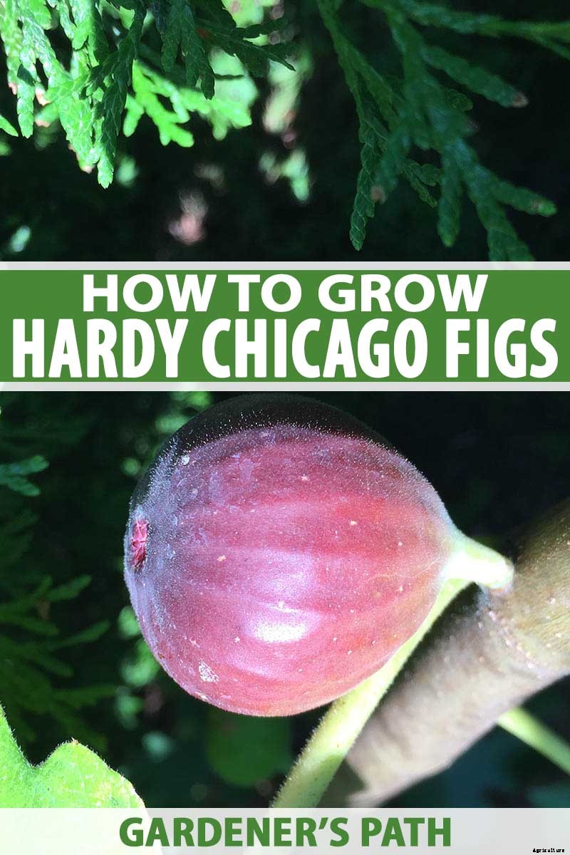 Tips for Growing Hardy Chicago Fig Trees (Bensonhurst Purple)