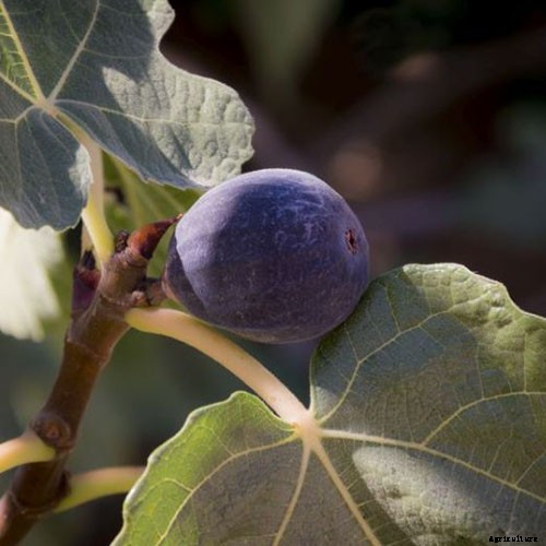 Tips for Growing Hardy Chicago Fig Trees (Bensonhurst Purple)