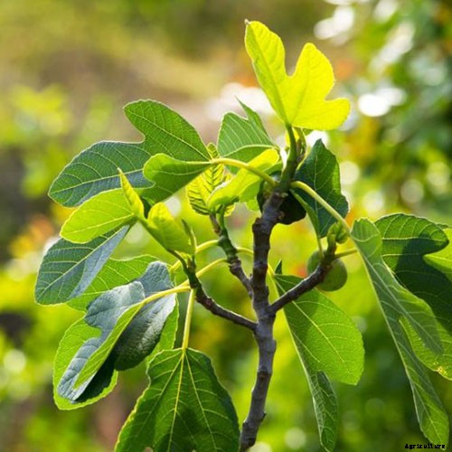 Tips for Growing Hardy Chicago Fig Trees (Bensonhurst Purple)