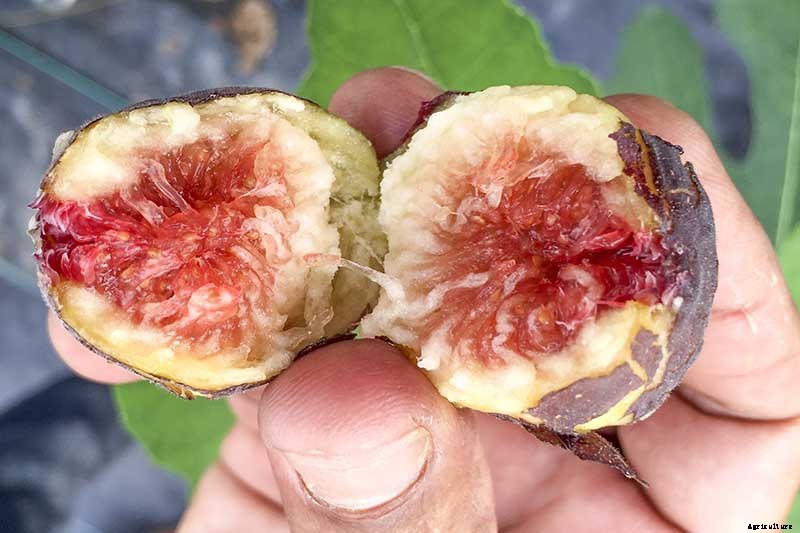 Tips for Growing Hardy Chicago Fig Trees (Bensonhurst Purple)