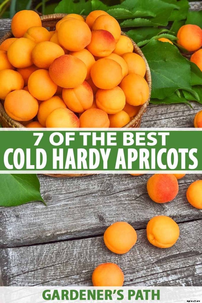 7 of the Best Cold Hardy Apricot Trees