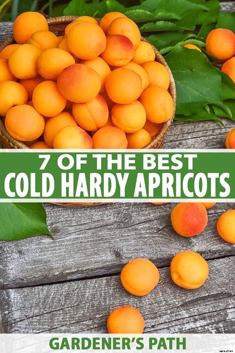 7 of the Best Cold Hardy Apricot Trees