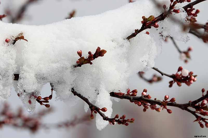 7 of the Best Cold Hardy Apricot Trees