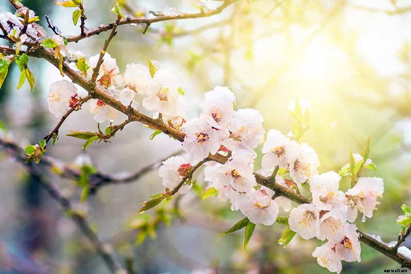 7 of the Best Cold Hardy Apricot Trees