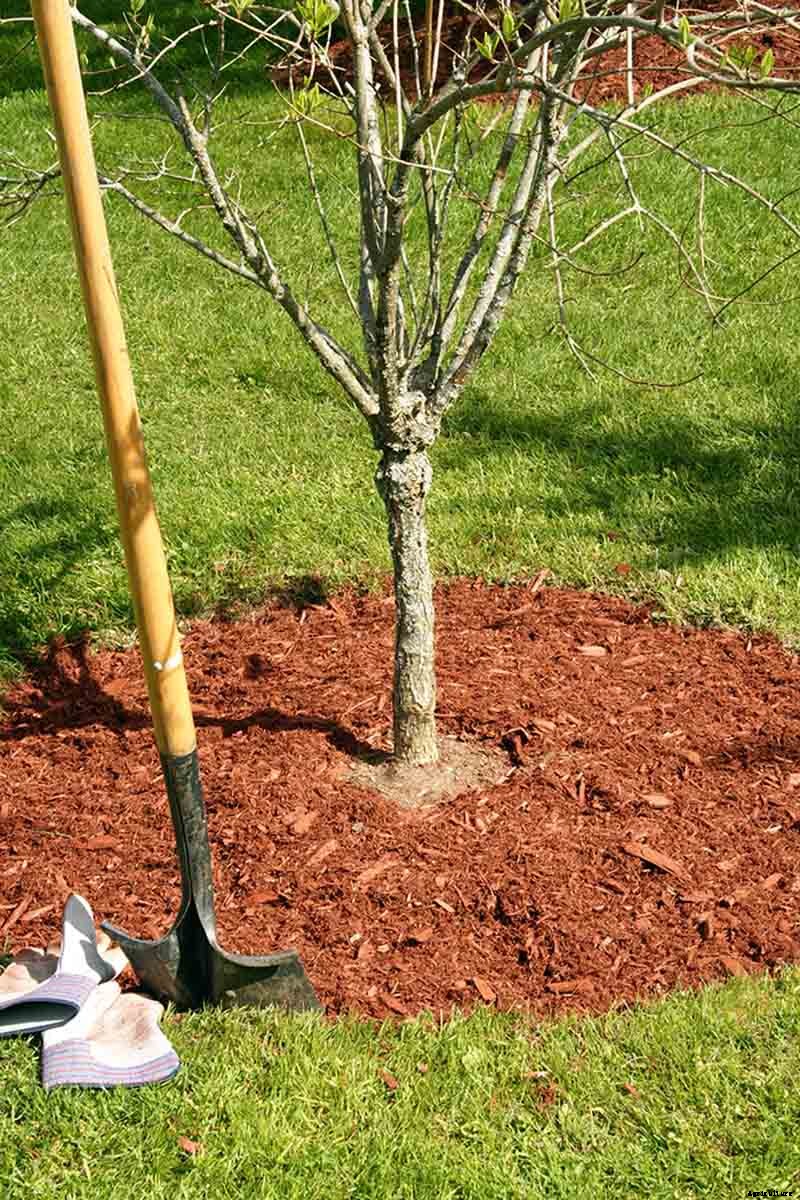 7 of the Best Cold Hardy Apricot Trees