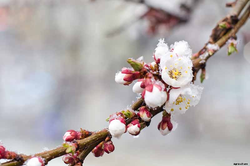 7 of the Best Cold Hardy Apricot Trees