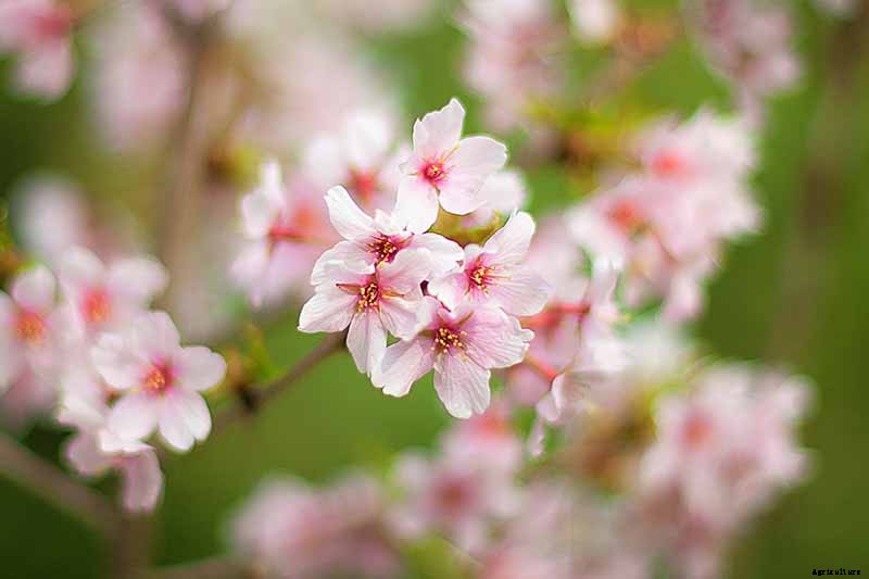 7 of the Best Cold Hardy Apricot Trees