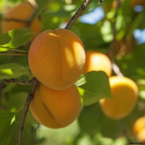 7 of the Best Cold Hardy Apricot Trees