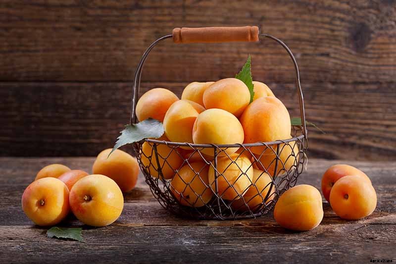 7 of the Best Cold Hardy Apricot Trees
