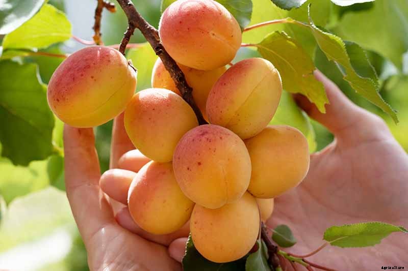 7 of the Best Cold Hardy Apricot Trees