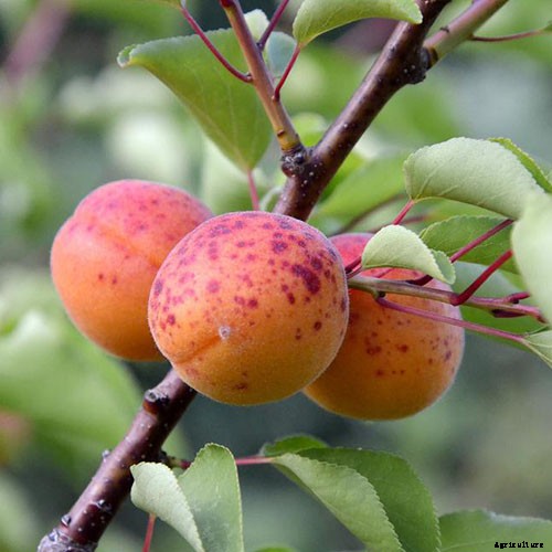 7 of the Best Cold Hardy Apricot Trees