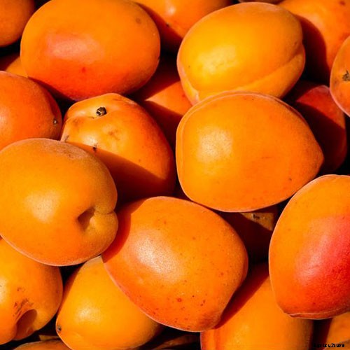 7 of the Best Cold Hardy Apricot Trees