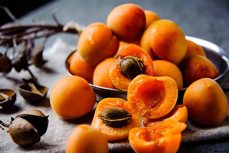 7 of the Best Cold Hardy Apricot Trees