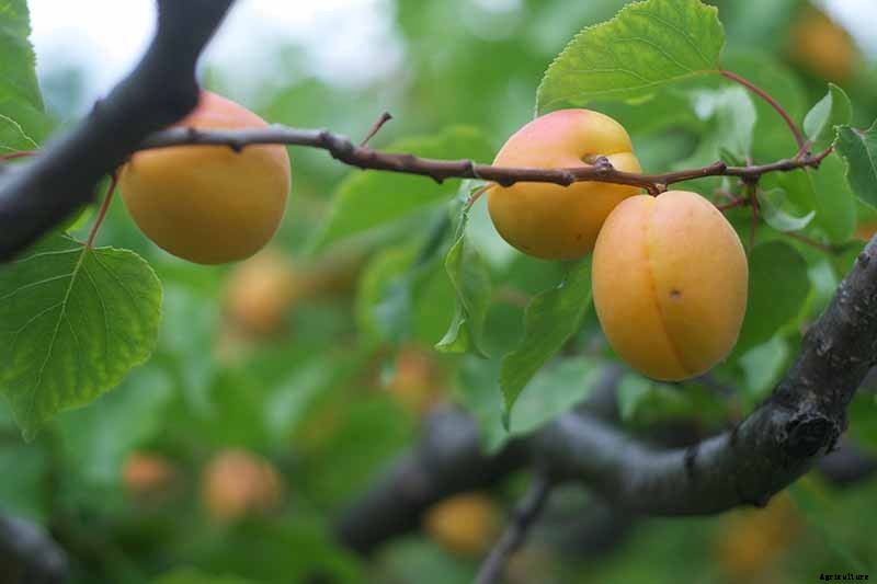 7 of the Best Cold Hardy Apricot Trees