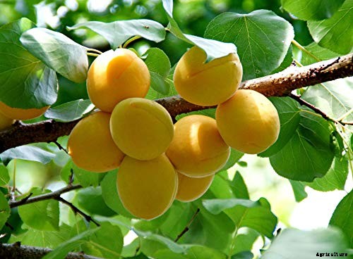 7 of the Best Cold Hardy Apricot Trees