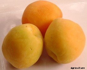 7 of the Best Cold Hardy Apricot Trees