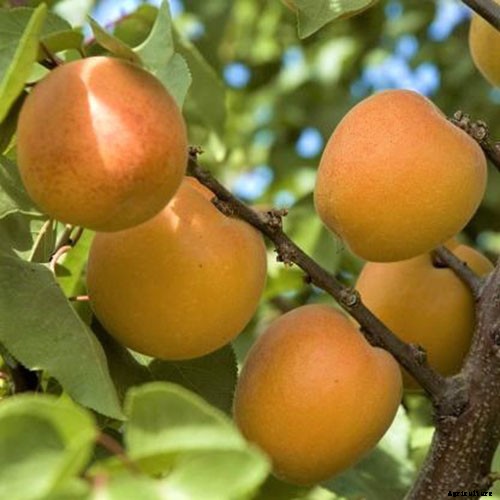7 of the Best Cold Hardy Apricot Trees