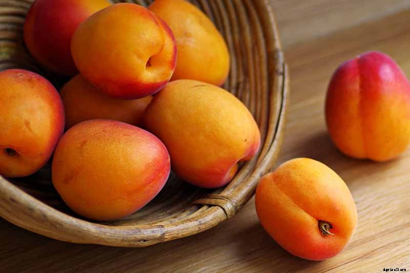 7 of the Best Cold Hardy Apricot Trees