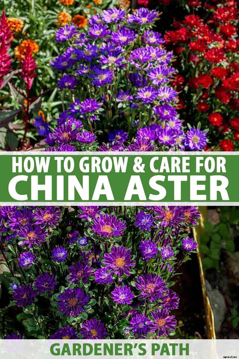 How to Grow China Aster for Color in the Late Summer Garden