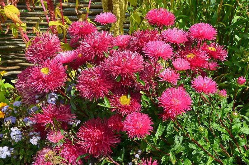 How to Grow China Aster for Color in the Late Summer Garden