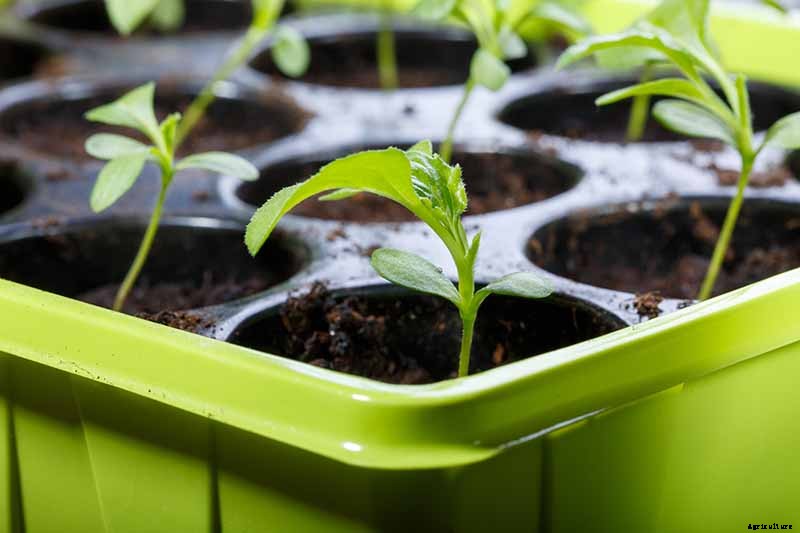 How to Grow China Aster for Color in the Late Summer Garden