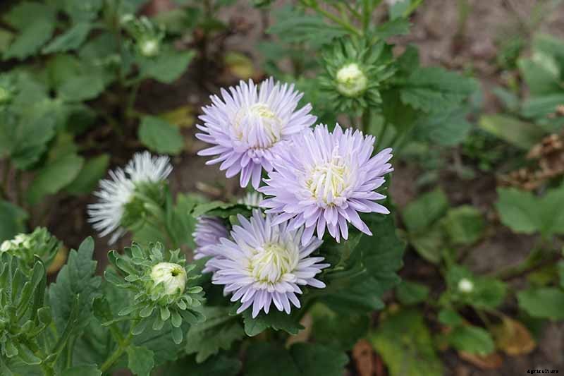How to Grow China Aster for Color in the Late Summer Garden