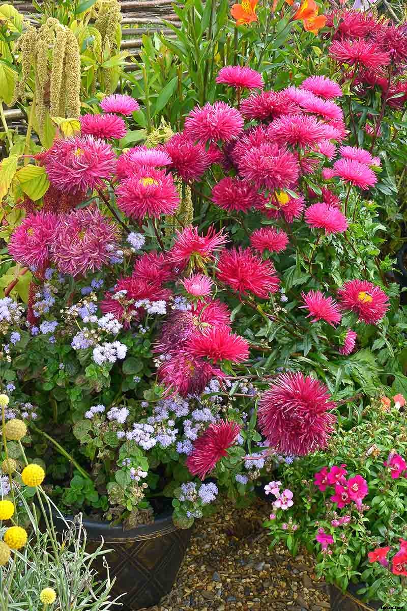 How to Grow China Aster for Color in the Late Summer Garden