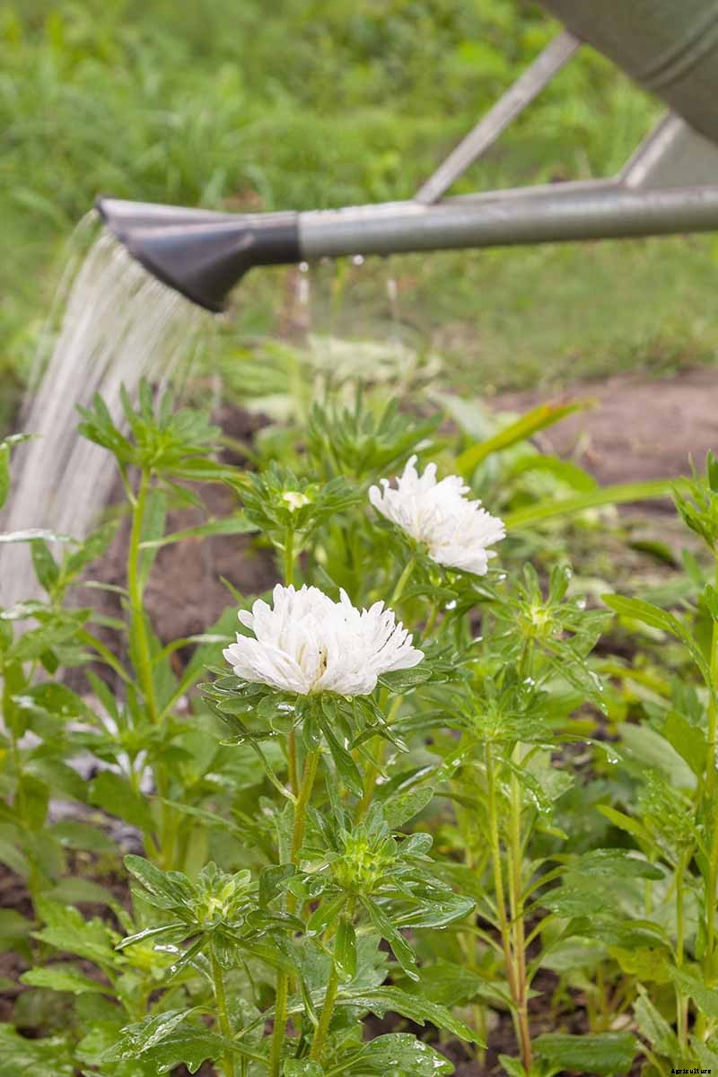How to Grow China Aster for Color in the Late Summer Garden