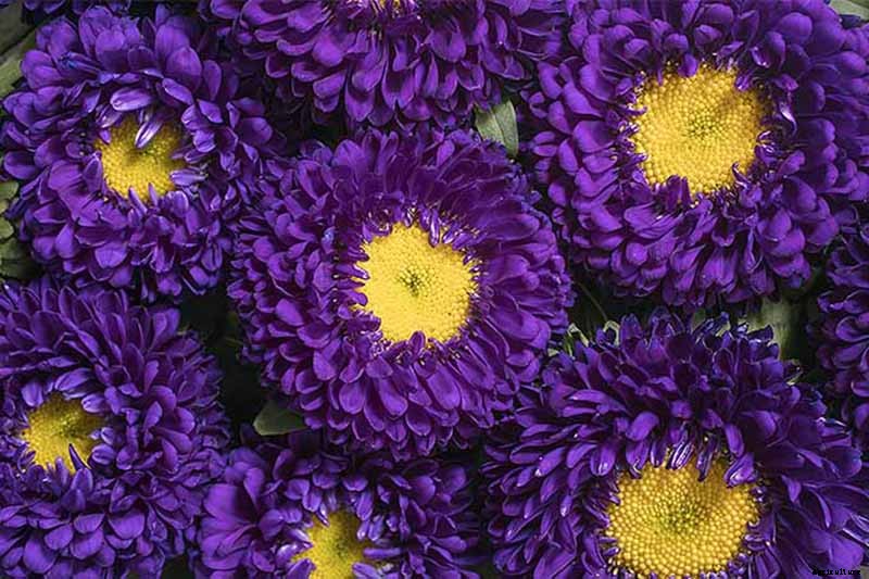 How to Grow China Aster for Color in the Late Summer Garden
