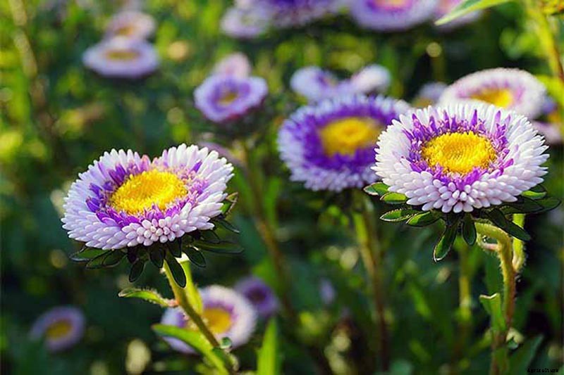 How to Grow China Aster for Color in the Late Summer Garden