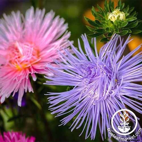 How to Grow China Aster for Color in the Late Summer Garden