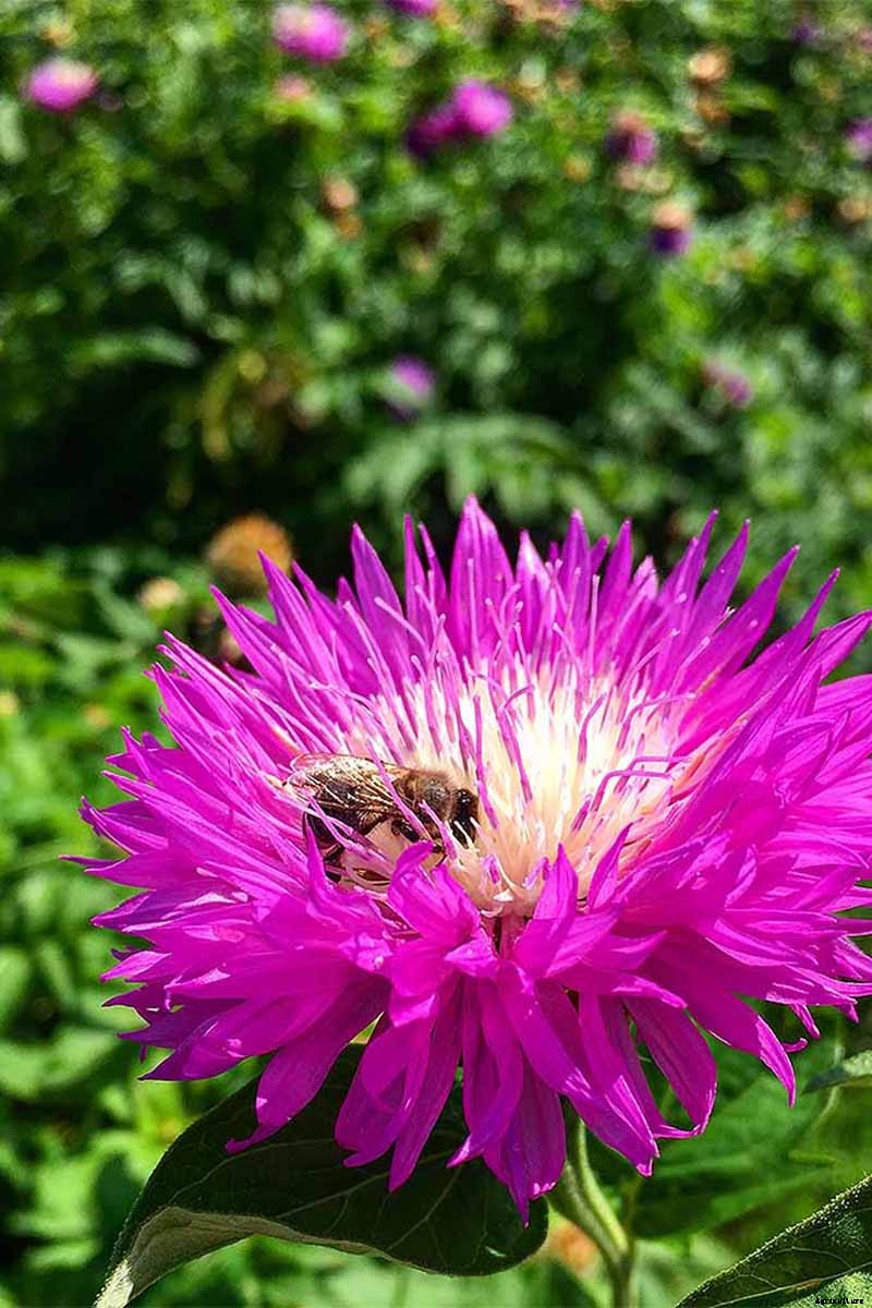 How to Grow China Aster for Color in the Late Summer Garden