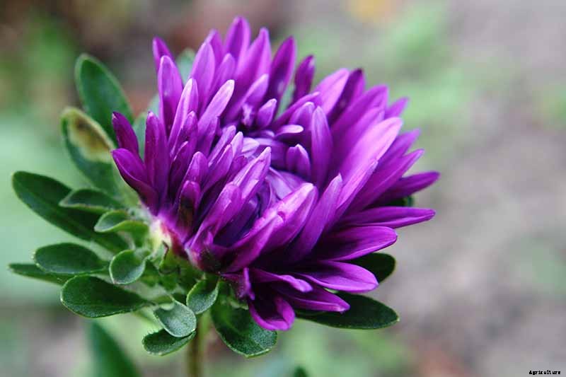 How to Grow China Aster for Color in the Late Summer Garden