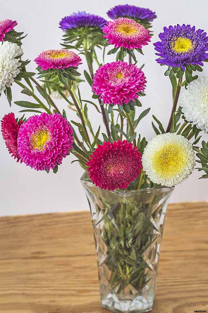 How to Grow China Aster for Color in the Late Summer Garden