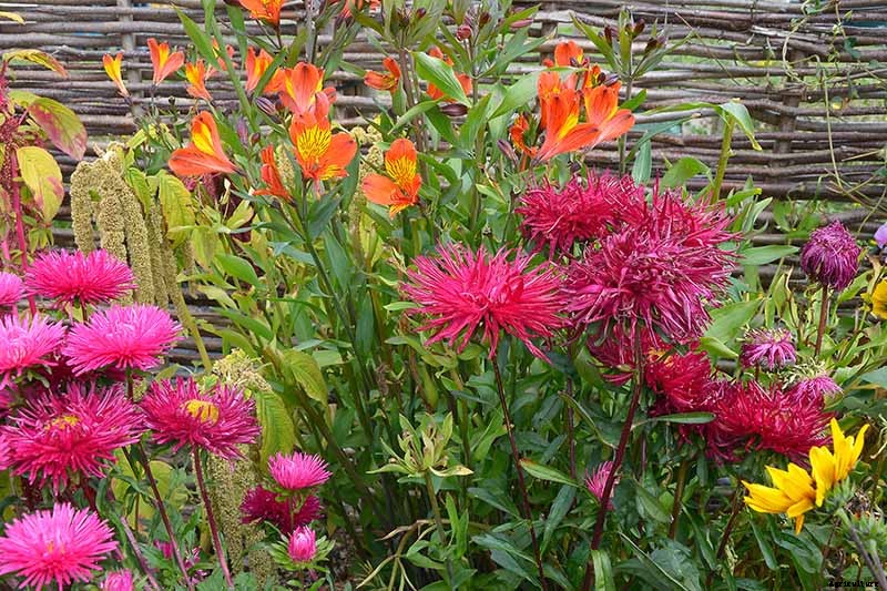 How to Grow China Aster for Color in the Late Summer Garden